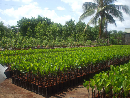 Cach Nop Don Dang Ky Giong Cay Trong