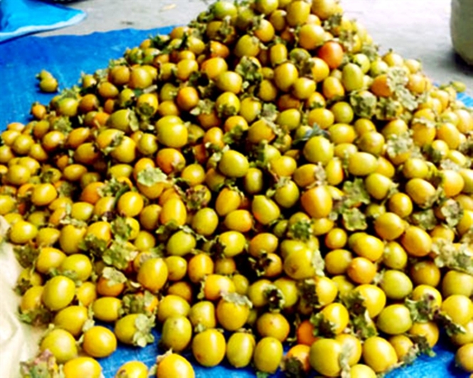 Dang Ky Bao Ho Hong Khong Hat Bao Lam