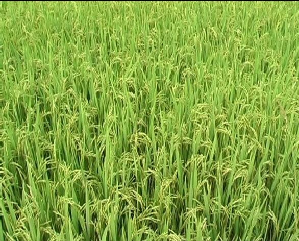 Dang Ky Giong Cay Trong Moi