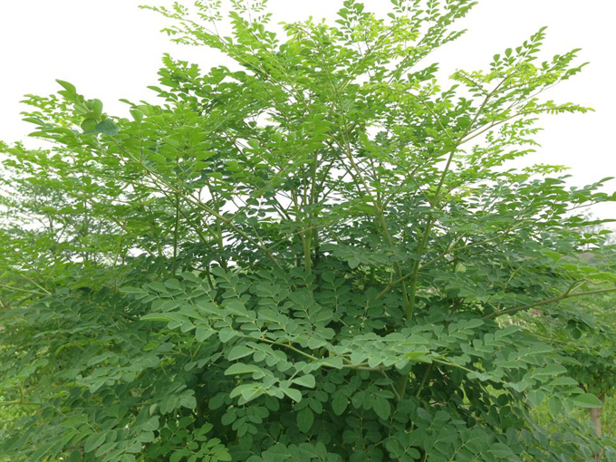 Dang Ky Nhan Hieu Cho Cay Chum Ngay