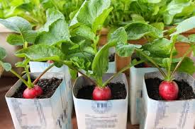 Giong Cay Trong La Gi