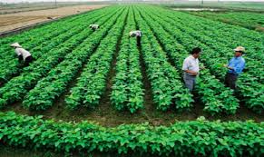 Chuyen Nhuong Quyen Doi Voi Giong Cay Trong